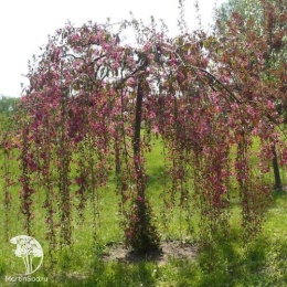 Яблоня пурпурная Пендула
