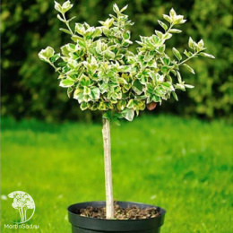 Бересклет японский Мэрике на штамбе