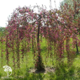 Яблоня пурпурная Пендула