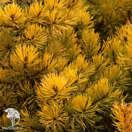 Сосна обыкновенная Аурея Низбет