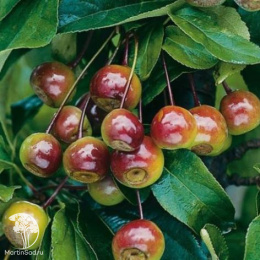 Яблоня декоративная Ван Еселтин