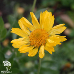 Гайлардия (Гайллардия) Янтарь