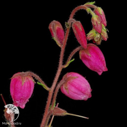 Дабеция кантабрийская Купидо