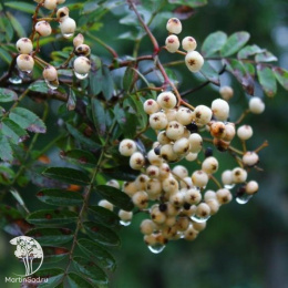 Рябина гибридная Гирондель