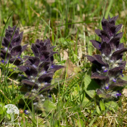 Живучка пирамидальная