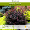 Барбарис Тунберга (Berberis thunbergii) фото 1 
