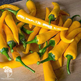 Перец острый Саламандра 