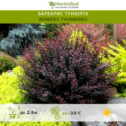 Барбарис Тунберга (Berberis thunbergii)