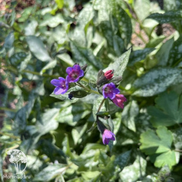 Медуница сахарная