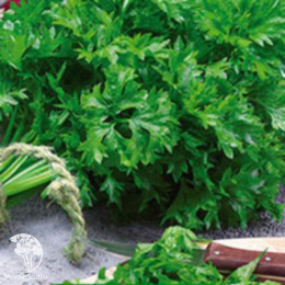 Сельдерей листовой Ажур