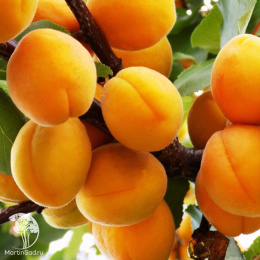 Абрикос Любимый