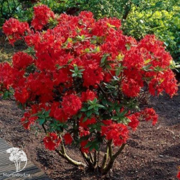 Азалия Паркфеуер