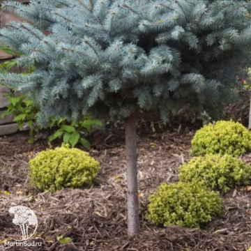 Фото Ель колючая Блю Тринкет на штамбе