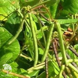 Вигна Графиня  автор.