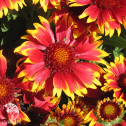 Гайлардия (Гайллардия) Яшма