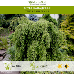 Тсуга канадская