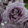 Роза Луллаби фото 3 