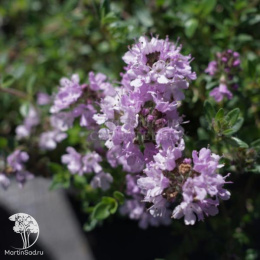 Тимьян ползучий Мэджик Карпет