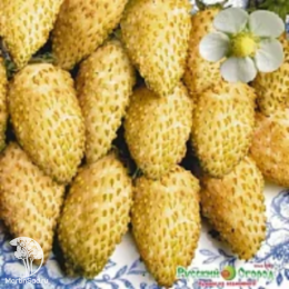 Земляника Желтое чудо - семена