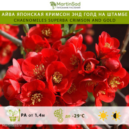 Айва японская Кримсон энд Голд на штамбе