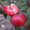 Яблоня красномякотная Байя Мариса фото 1 