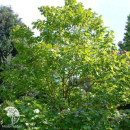 Катальпа Фаргеза формы Дюкло на штамбе