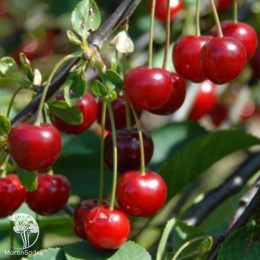 Вишня Прима