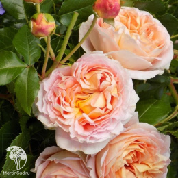 Роза флорибунда Зангерхаузер Юбиляумсрозе