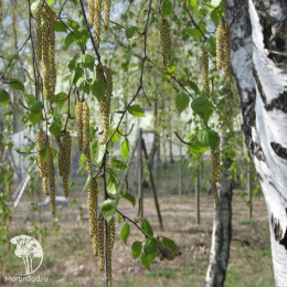 Берёза повислая Betula pendula