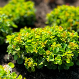 Барбарис Тунберга Грин Сапфир