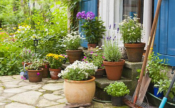 Мобильный сад. Многолетники в кашпо и контейнерах: создание удачных композиций