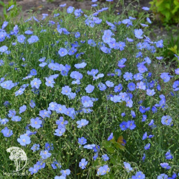 Лён Небесная лазурь