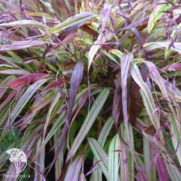 Хаконехлоа большая Наоми