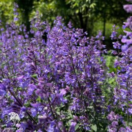 Котовник Фассена Кит Кэт