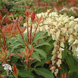 Пиерис японский Скарлет О'Хара