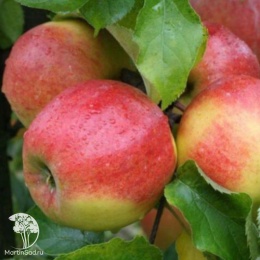 Яблоня Джонаголд на штамбе