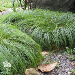 Осока гибридная Битлз