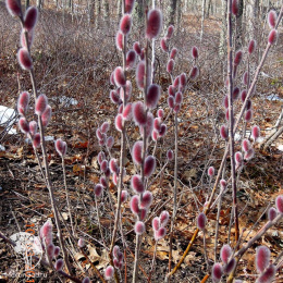 Ива тонкостолбиковая