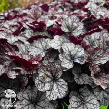 Фото Гейхера Шуга Фростинг