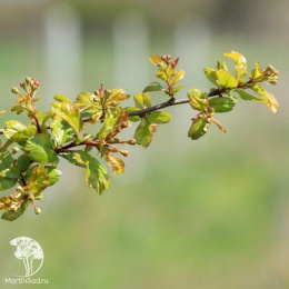 Боярышник обыкновенный Аурикулата
