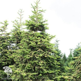  Пихта высокая Шервуди