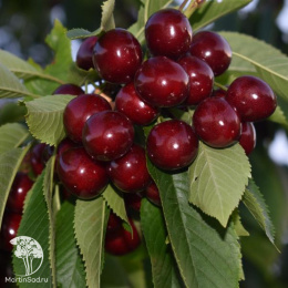 Черешня гибрид Ревна + Мичуринка