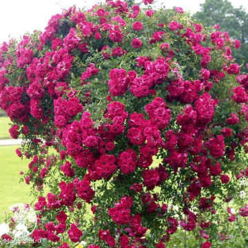 Фото Rosa 'Excelsa' Роза плетистая Эксельза (4-5 лет, С-20, П/Т8/Б/7)