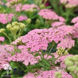 Achillea millefolium Little Susie Тысячелистник Литл Сьюзи