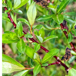 Ива тонкостолбиковая Маунт Асо на штамбе