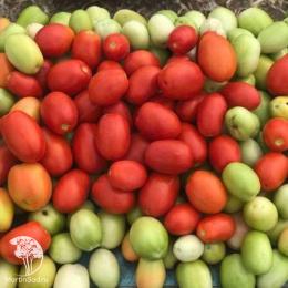 Томат Леон F1 ( 2-ной пак.)