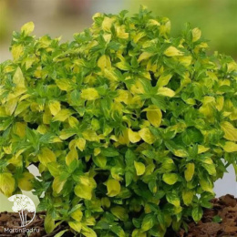 Мята имбирная