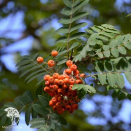 Рябина обыкновенная Диркени на штамбе