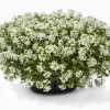 Лобулярия приморская (Алиссум) Вондерленд Вайт фото 1 