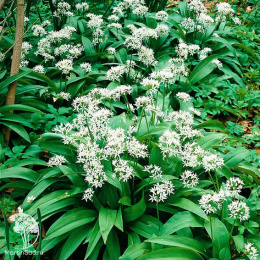 Черемша Медвежонок